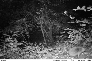 Nachteinsatz in Muhlheim: Verdächtiger Einbrecher entpuppt sich als Waschbär