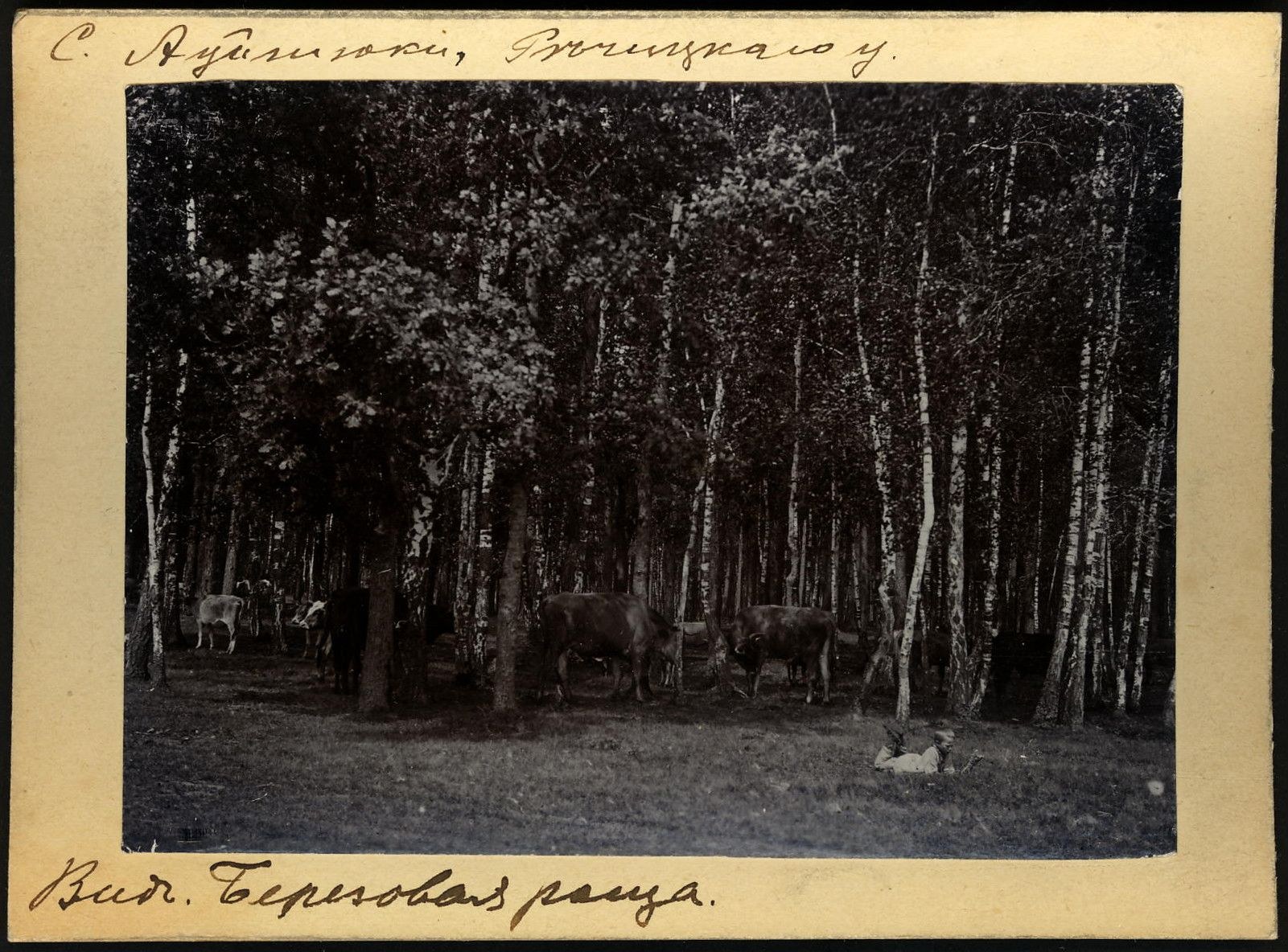 Schwarzes und weißes Foto einer Herde von Kühen, die zwischen Bäumen grasen, mit Text unten.