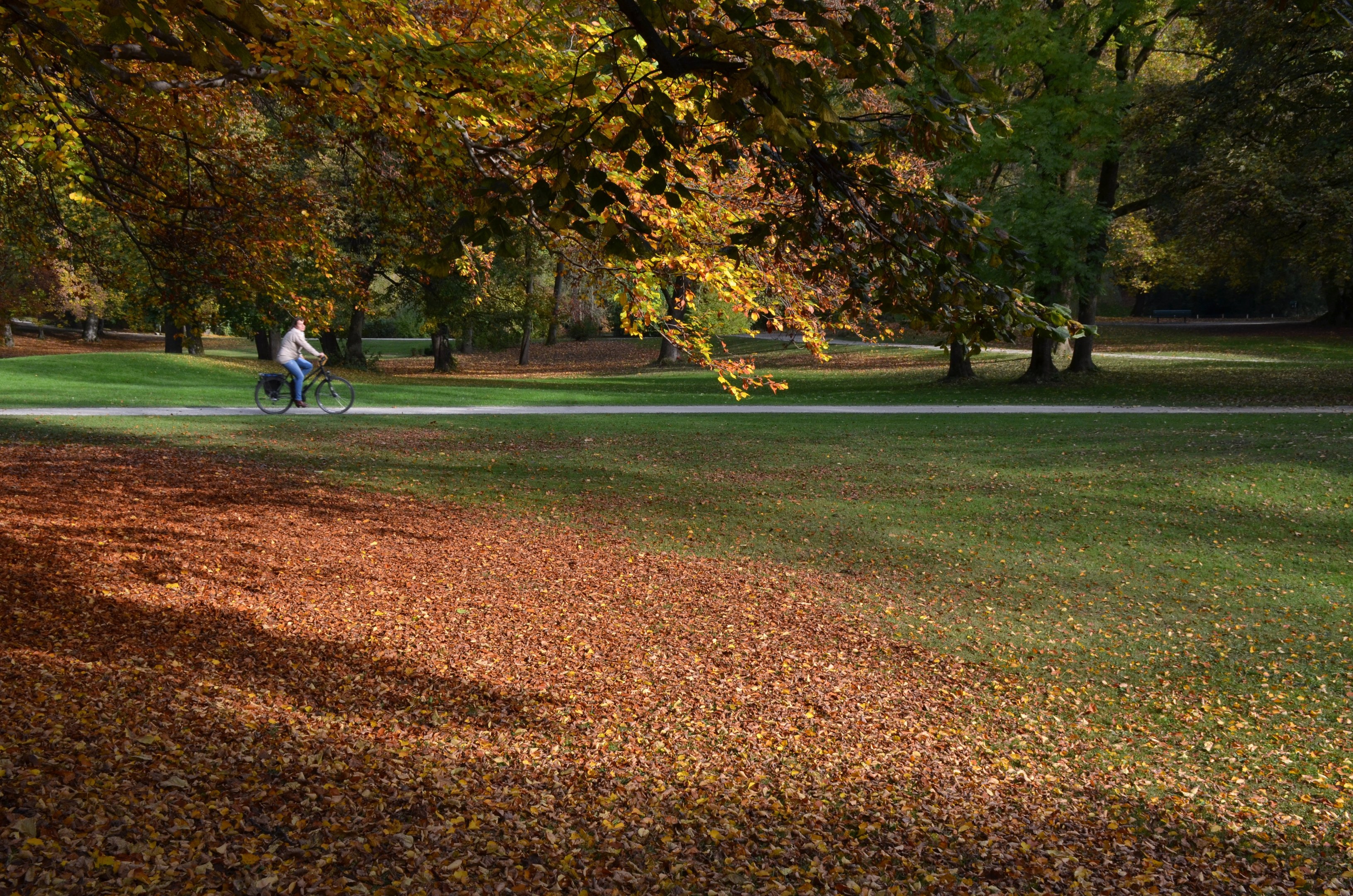 Eine Person fährt mit dem Fahrrad einen Parkweg entlang, der von Bäumen gesäumt ist, die ihr Laub in Herbstfarben zeigen, der Boden mit abgefallenen Blättern bedeckt.