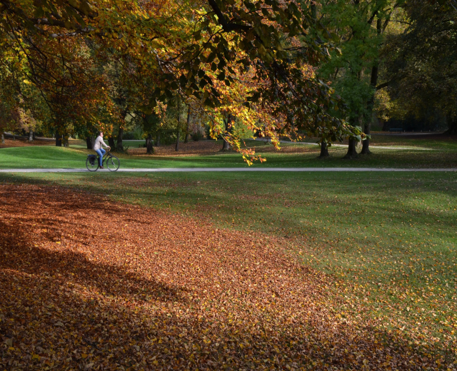 Eine Person fährt mit dem Fahrrad einen Parkweg entlang, der von Bäumen gesäumt ist, die ihr Laub in Herbstfarben zeigen, der Boden mit abgefallenen Blättern bedeckt.