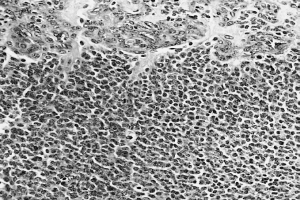 Ein schwarz-weißes Mikroskopiebild einer kleinen Zellgruppe, die mit Anti-PFA1-Antikörper und BSA gefärbt ist.