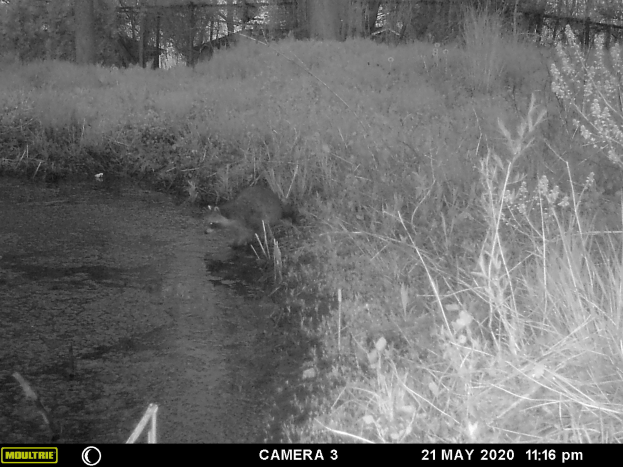 Ein Schwarz-Weiß-Foto eines Waschbären im Wald, umgeben von Pflanzen und Bäumen, mit Text und Zahlen unten, die das Datum Mai 21, 2020 angeben.