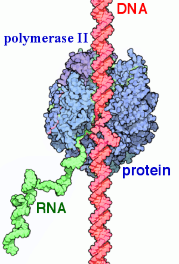 Eine Abbildung eines Proteinmoleküls mit der Bezeichnung "Polymerase II" und "RNA" auf einem weißen Hintergrund.