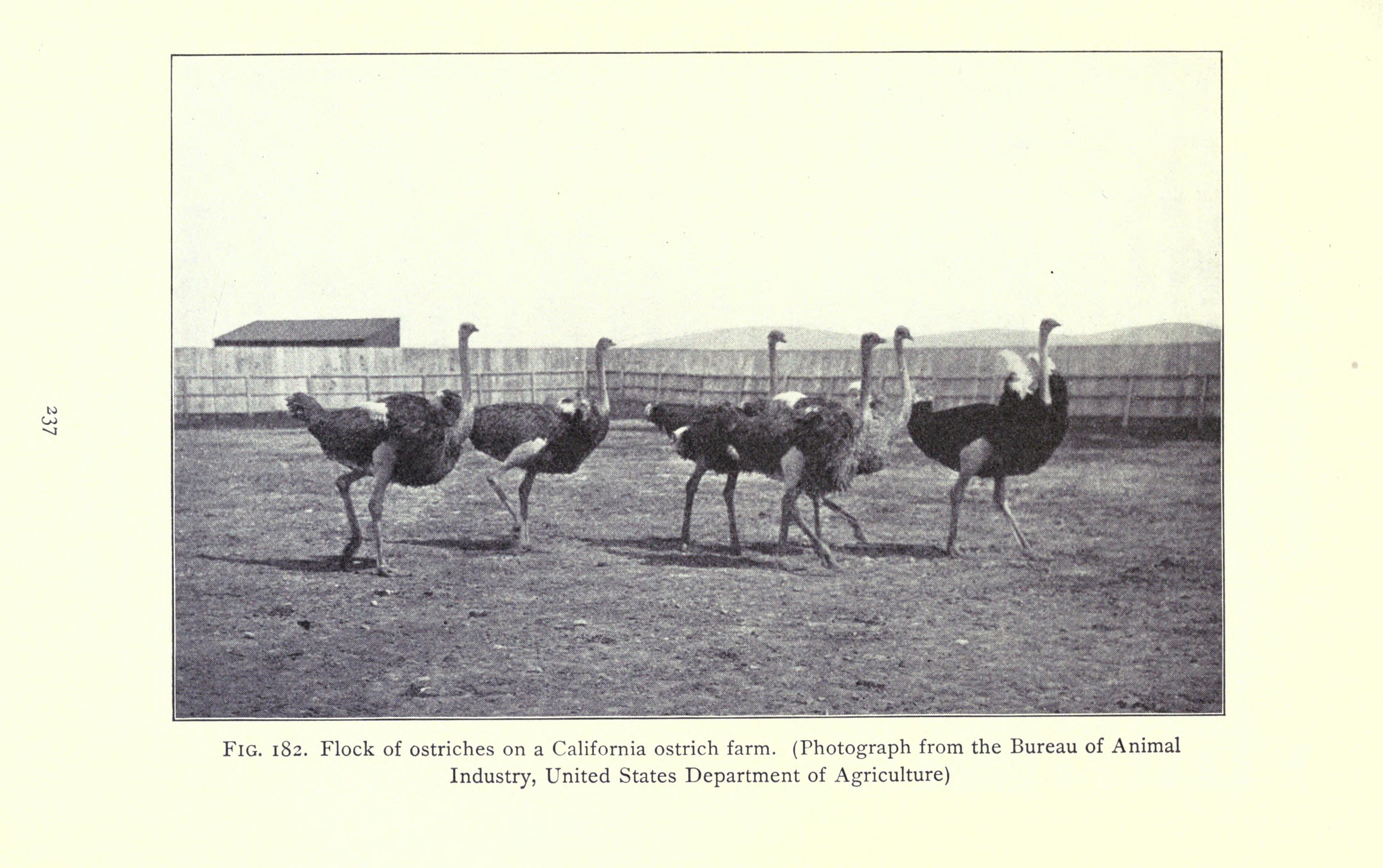 Eine Schar Strauße auf einer Kalifornischen Straußenfarm, mit einem Zaun, Haus und Himmel im Hintergrund und Text unten.