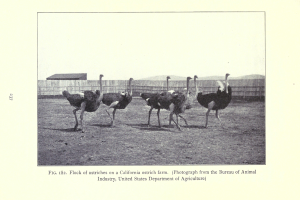 Eine Schar Strauße auf einer Kalifornischen Straußenfarm, mit einem Zaun, Haus und Himmel im Hintergrund und Text unten.