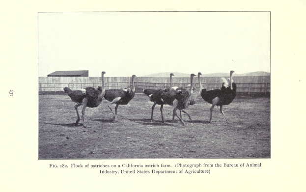 Eine Schar Strauße auf einer Kalifornischen Straußenfarm, mit einem Zaun, Haus und Himmel im Hintergrund und Text unten.