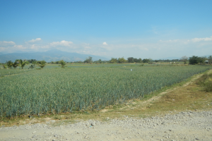 Ein Schotterweg schlängelt sich durch ein saftiges grünes Feld voller Agavenpflanzen, mit Bäumen, Bergen und einem klaren blauen Himmel im Hintergrund.
