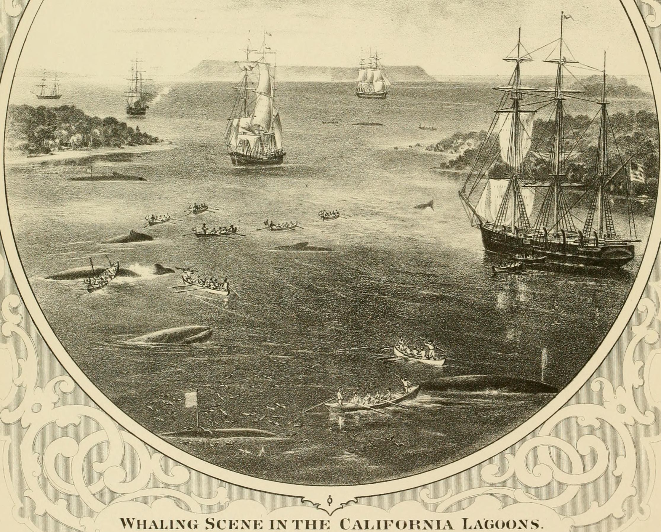 Plakat, das eine Walfangszene in der California Lagoon mit Booten, Menschen, Bäumen, Hügeln und Text unten zeigt.