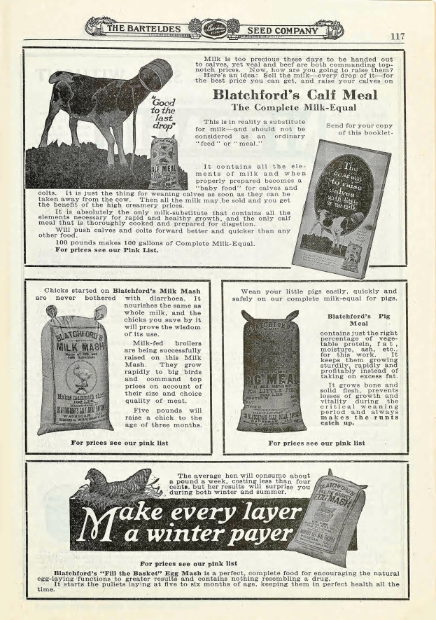 Eine alte Werbung für Blatchford's Kalbfutter, die eine hellbraune Kuh mit weißem Maul und Brust, aufgerichteten Ohren, weiten Augen und einem freundlichen Gesichtsausdruck zeigt, umgeben von fetter, hellgelber Schrift.