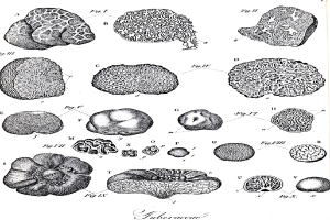 Eine Schwarz-Weiß-Zeichnung verschiedener Gehirnzellen mit Textbeschriftungen.