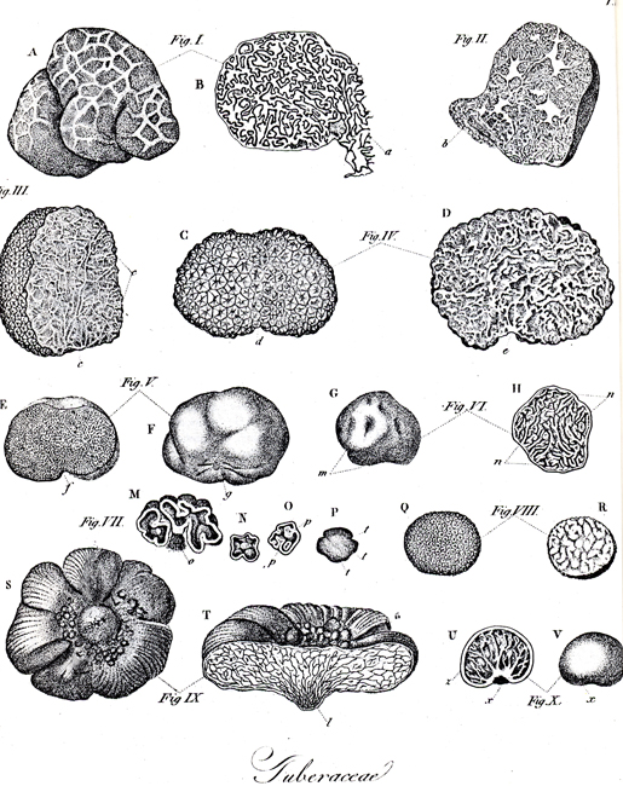 Eine Schwarz-Weiß-Zeichnung verschiedener Gehirnzellen mit Textbeschriftungen.
