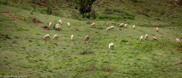 Eine Schafherde, die auf einer grünen Hügelfläche mit Bäumen und Pflanzen im Hintergrund grast, mit Text in der linken unteren Ecke.