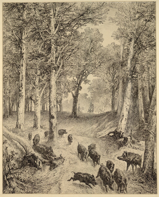 Eine Herde Wildschweine rennt durch einen waldigen Bereich mit hohen, ├╝ppigen B├Ąumen unter einem tiefblauen Himmel, mit Text am unteren Rand des Bildes.