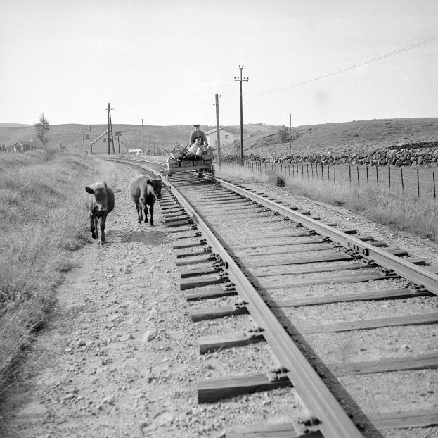 Schwarzes und weißes Foto von zwei Kühen, die auf den Schienen gehen, mit einer Person auf einem Fahrzeug im Vordergrund, Gras und einem Zaun auf beiden Seiten und Häusern, Bäumen, Pfählen und Himmel im Hintergrund.