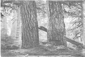 Schwarzes und weißes Foto eines Fahrrads, das auf dem Boden in einem Rotholzwald geparkt ist und von hohen Bäumen umgeben ist.