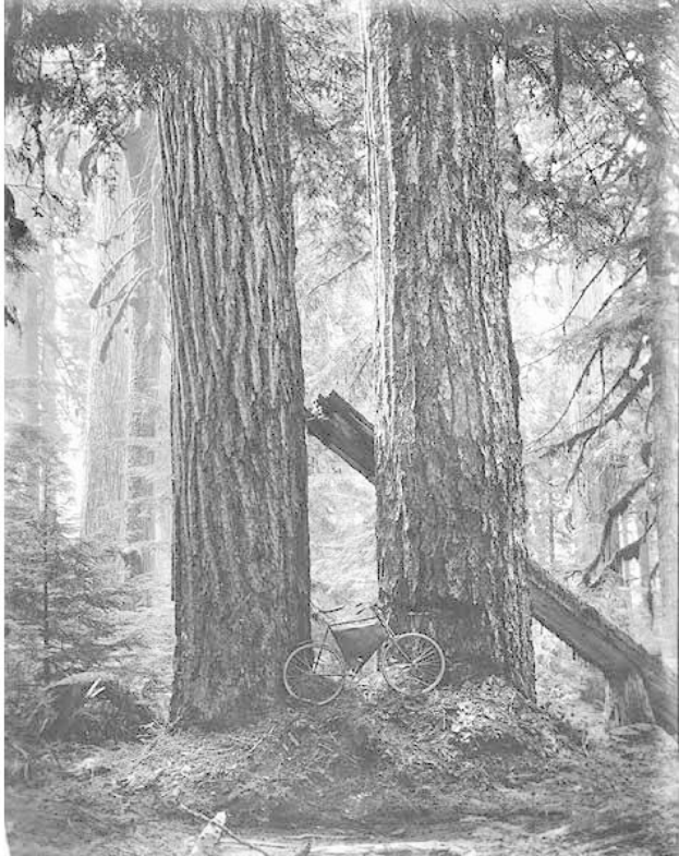 Schwarzes und weißes Foto eines Fahrrads, das auf dem Boden in einem Rotholzwald geparkt ist und von hohen Bäumen umgeben ist.