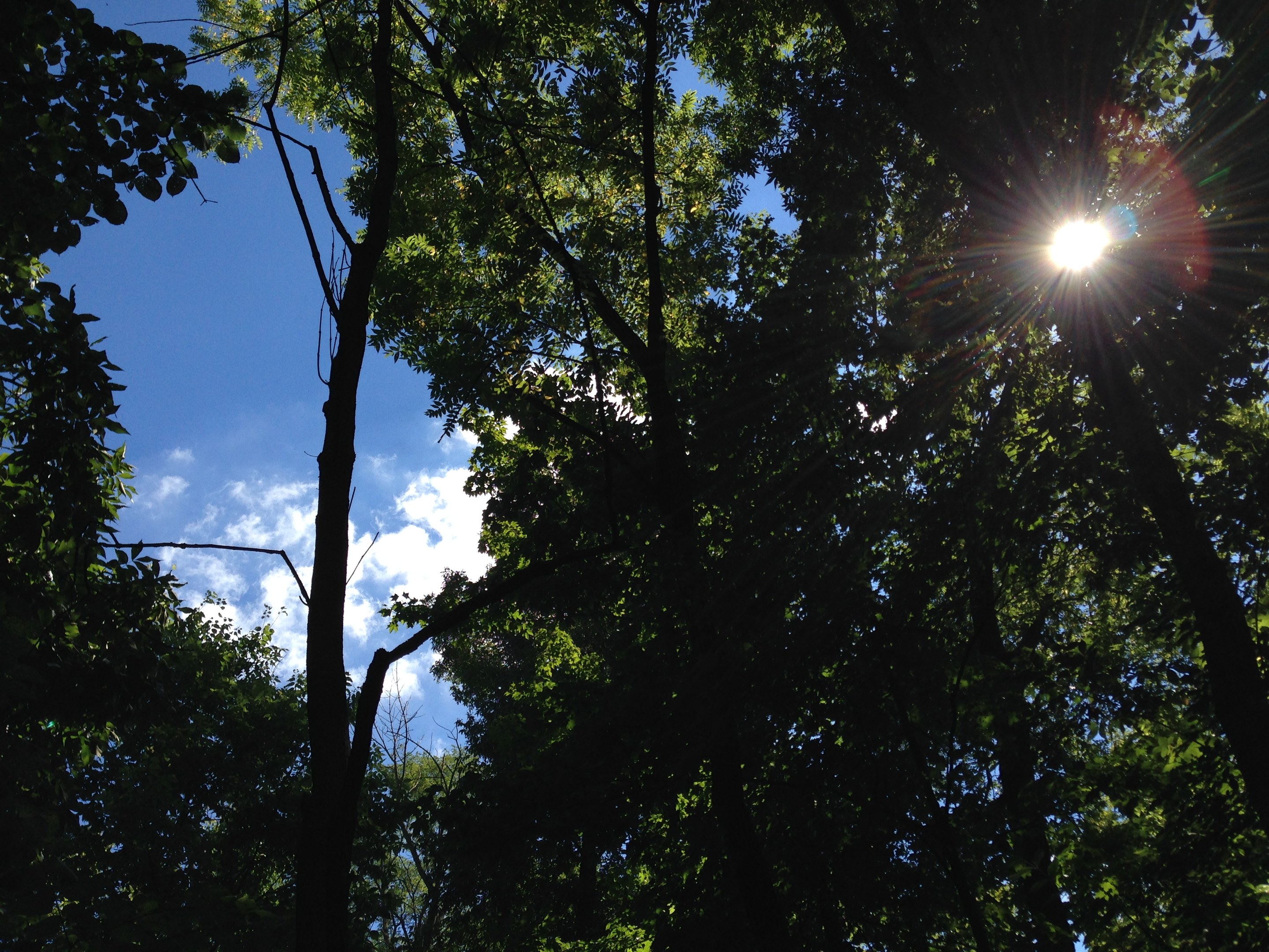 Hell leuchtet die Sonne durch einen dichten Wald aus hohen Bäumen, der den Himmel erhellt.