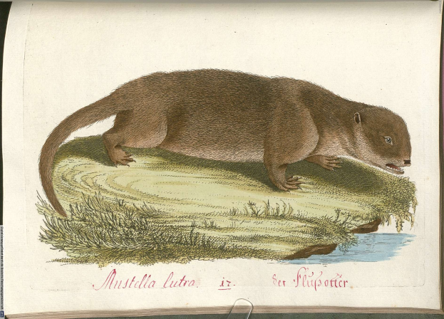 Ein Buchumschlag mit einer detaillierten Illustration eines Otters, umgeben von Gras und Wasser, mit sichtbarem Text.