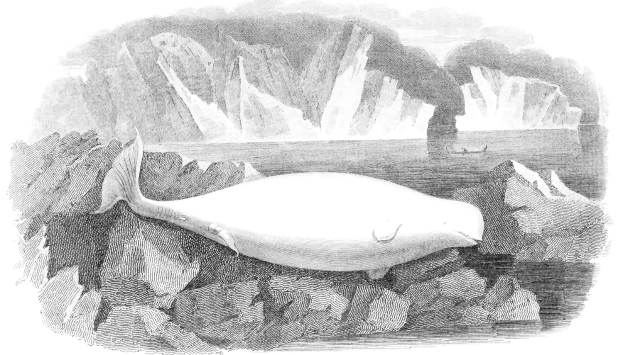 Schwarze und weiße Zeichnung eines Wals auf einem Felsen in eisigen Gewässern mit Eisbergen im Hintergrund und Text unten.