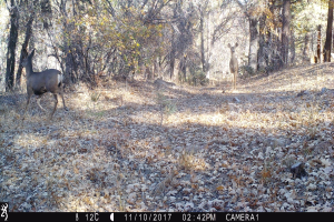 Zwei Rehe auf einem Waldweg mit trockenem Laub und Bäumen, mit Text und Logo unten, das sie auf der Jagd zeigt.