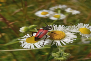 Ein roter und schwarzer Blatthornkäfer auf einer weißen Margerite mit grünen Pflanzen im Hintergrund.