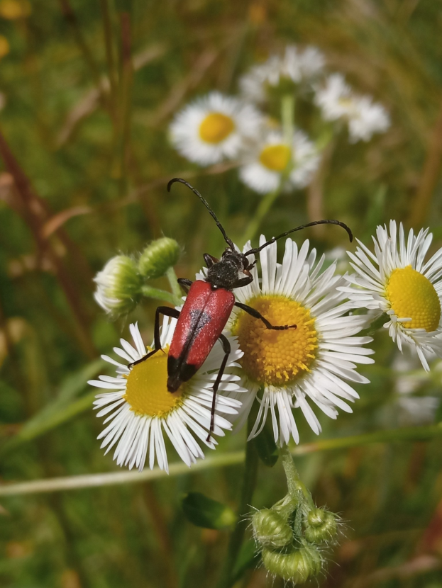 Ein roter und schwarzer Blatthornkäfer auf einer weißen Margerite mit grünen Pflanzen im Hintergrund.