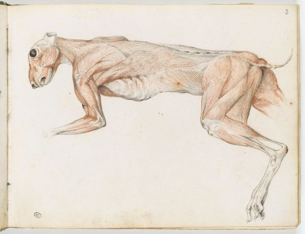 Detailgenauer anatomischer Zeichnung eines Windhunds auf einem offenen Buch, der Muskeln des Kopfes, Halses und der Beine zeigt.