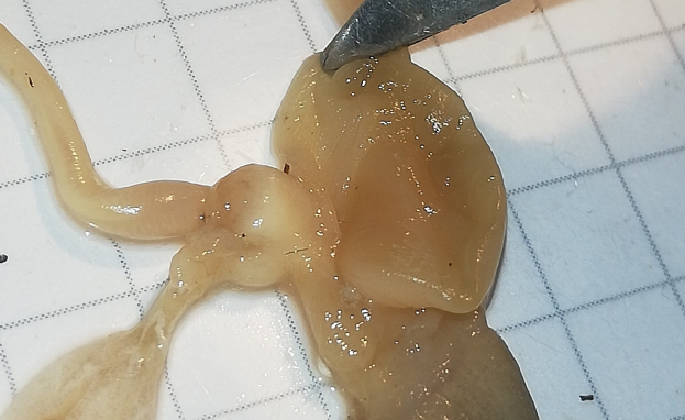 Nahaufnahme eines flüssigkeitsähnlichen Lebensmittels auf einem Tisch mit einem Messer daneben, das wahrscheinlich geschnitten wird.