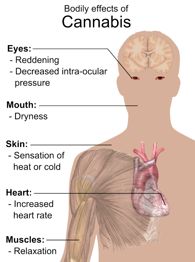 Ein Diagramm eines menschlichen Körpers mit dem Text "körperliche Auswirkungen von Cannabis" auf der linken Seite, das zeigt, wie verschiedene Körperteile miteinander interagieren, um die Auswirkungen von Marihuana zu reduzieren.